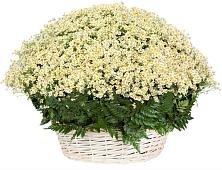 Цветочная композиция из Ромашки в корзине #REPLACE_PRED# Талицы Пушкинского района